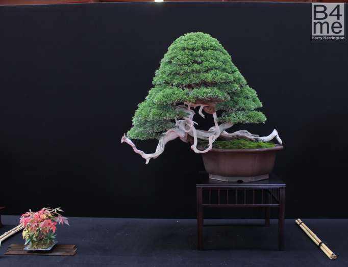 juniper bonsai